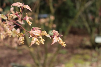 Acer crataegifolium 'Veitchii' - javor hloholistý - květy, listy jaro
